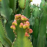 Euphorbia abyssinica (fr.) ©JL P1250316.JPG